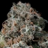 Semillas feminizadas Pruno de Nine Weeks Seeds, resina.