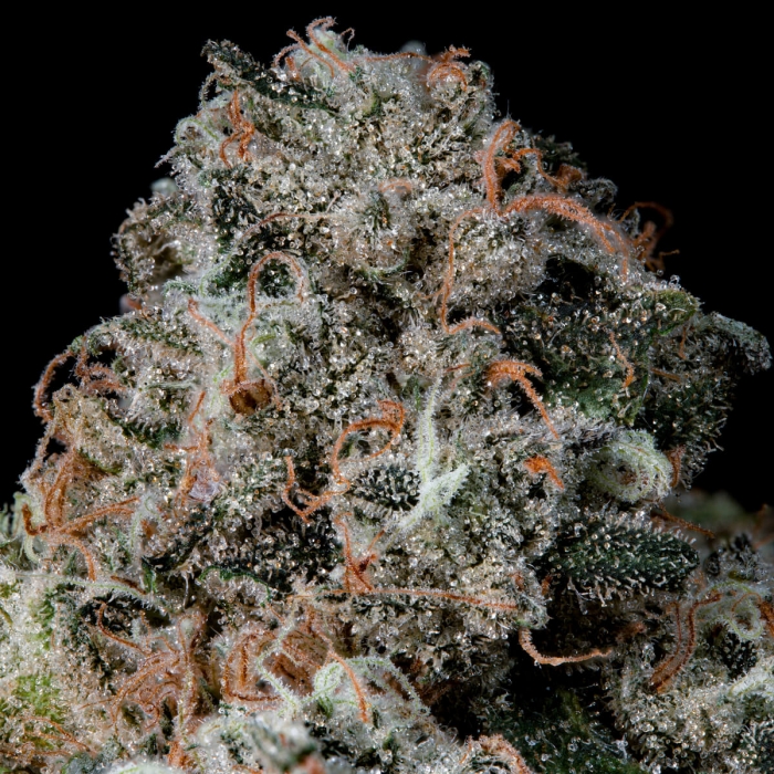 Semillas feminizadas Pruno de Nine Weeks Seeds, resina.
