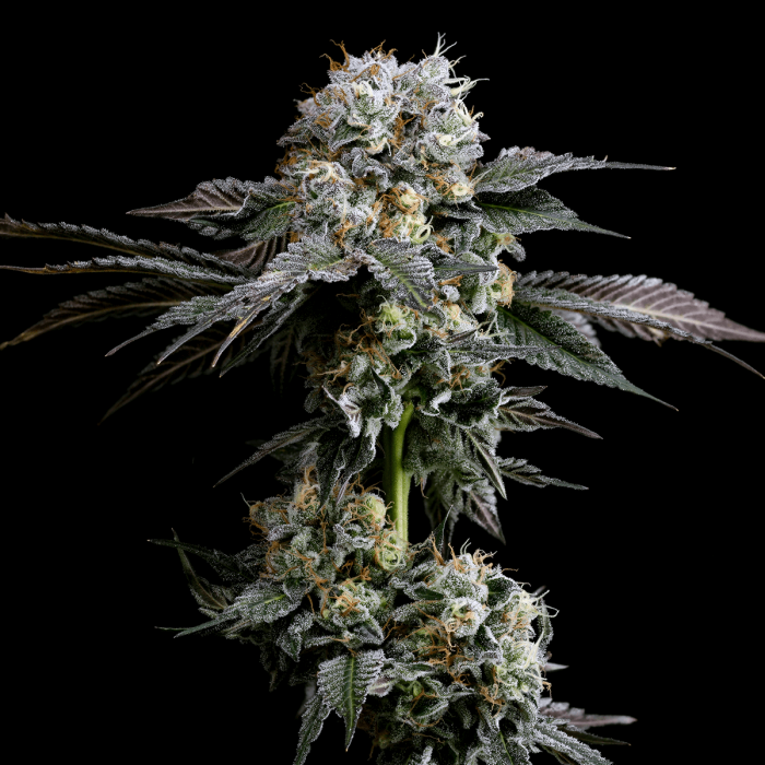 Semillas feminizadas Pruno de Nine Weeks Seeds, cogollo.