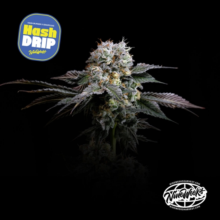 Semillas feminizadas Hashdrip de Nine Weeks Seeds, logo.