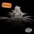 Semillas feminizadas Dulce de Gas de Nine Weeks Seeds, logo.