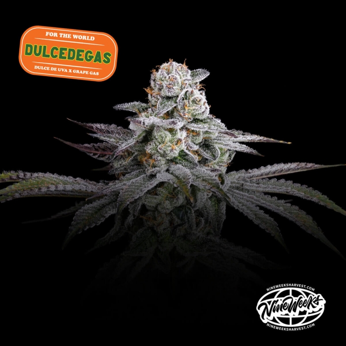 Semillas feminizadas Dulce de Gas de Nine Weeks Seeds, logo.