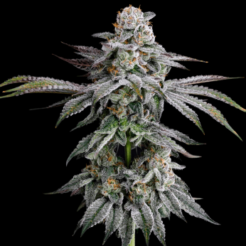 Semillas feminizadas Dulce de Gas de Nine Weeks Seeds, punta principal.
