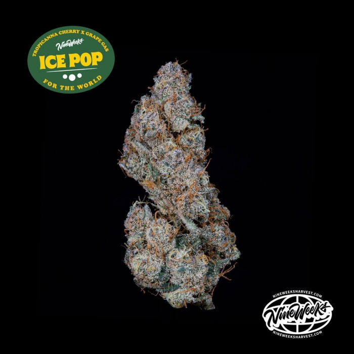 Semillas feminizadas Dulce de Gas de Nine Weeks Seeds, logo.