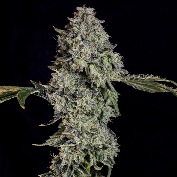 Semillas feminizadas Grape Pak de Nine Weeks Seeds, cogollo enorme.