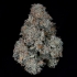 Semillas feminizadas Grape Pak de Nine Weeks Seeds, cogollo compacto.