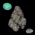 Semillas feminizadas Grape Pak de Nine Weeks Seeds, logo.
