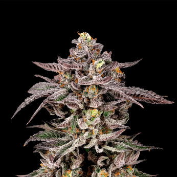 Semillas feminizadas Monaco de Nine Weeks Seeds, cogollo enorme.