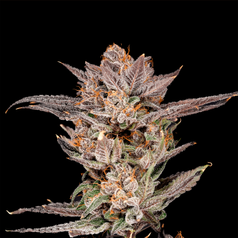 Semillas feminizadas Lychee de Nine Weeks Seeds, cogollo resinoso.