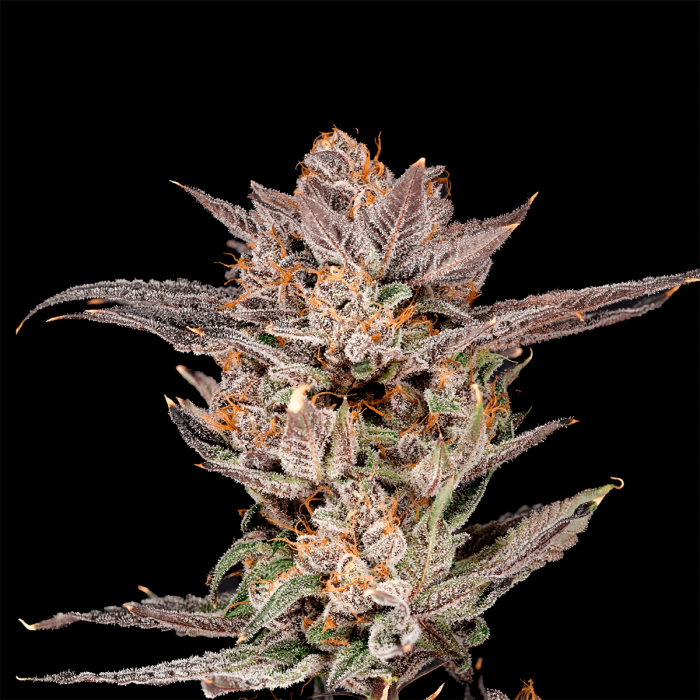 Semillas feminizadas Lychee de Nine Weeks Seeds, cogollo resinoso.