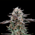 Semillas feminizadas Mirage de Nine Weeks Seeds, cogollo resinoso.