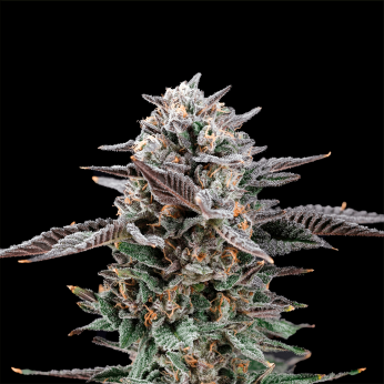 Semillas feminizadas Mirage de Nine Weeks Seeds, cogollo resinoso.