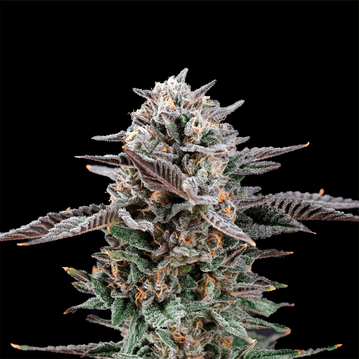 Semillas feminizadas Mirage de Nine Weeks Seeds, cogollo resinoso.