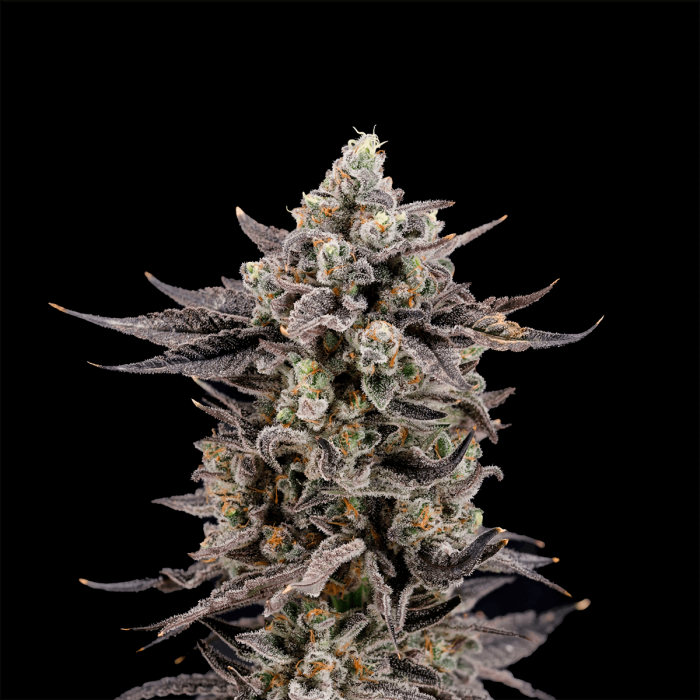 Semillas feminizadas Hägen Runtz de Nine Weeks Seeds, cogollo resinoso.