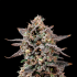 Semillas feminizadas Ztilton de Nine Weeks Seeds, cogollo resinoso.