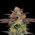 Semillas feminizadas Candyqueso de Nine Weeks Seeds, cogollo resinoso.