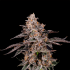 Semillas feminizadas Franklinz de Nine Weeks Seeds, cogollo resinoso.