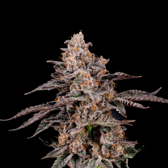 Semillas feminizadas Franklinz de Nine Weeks Seeds, cogollo resinoso.
