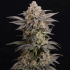 Semillas feminizadas Cold Press de Nine Weeks Seeds, cogollo resinoso.