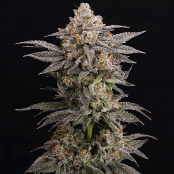 Semillas feminizadas Cold Press de Nine Weeks Seeds, cogollo resinoso.