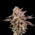 Semillas feminizadas Mascarpone de Nine Weeks Seeds, cogollo resinoso.