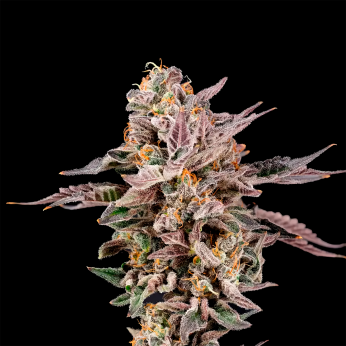 Semillas feminizadas Mascarpone de Nine Weeks Seeds, cogollo resinoso.