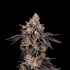 Semillas feminizadas Bens & Cherry de Nine Weeks Seeds, cogollo resinoso.