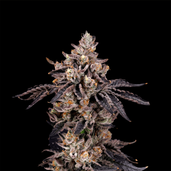 Semillas feminizadas Bens & Cherry de Nine Weeks Seeds, cogollo resinoso.