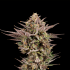 UK RUNTZ (Nine Weeks Harvest)