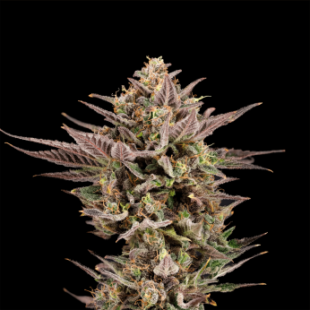 Semillas feminizadas UK Runtz de Nine Weeks Seeds, cogollo resinoso.
