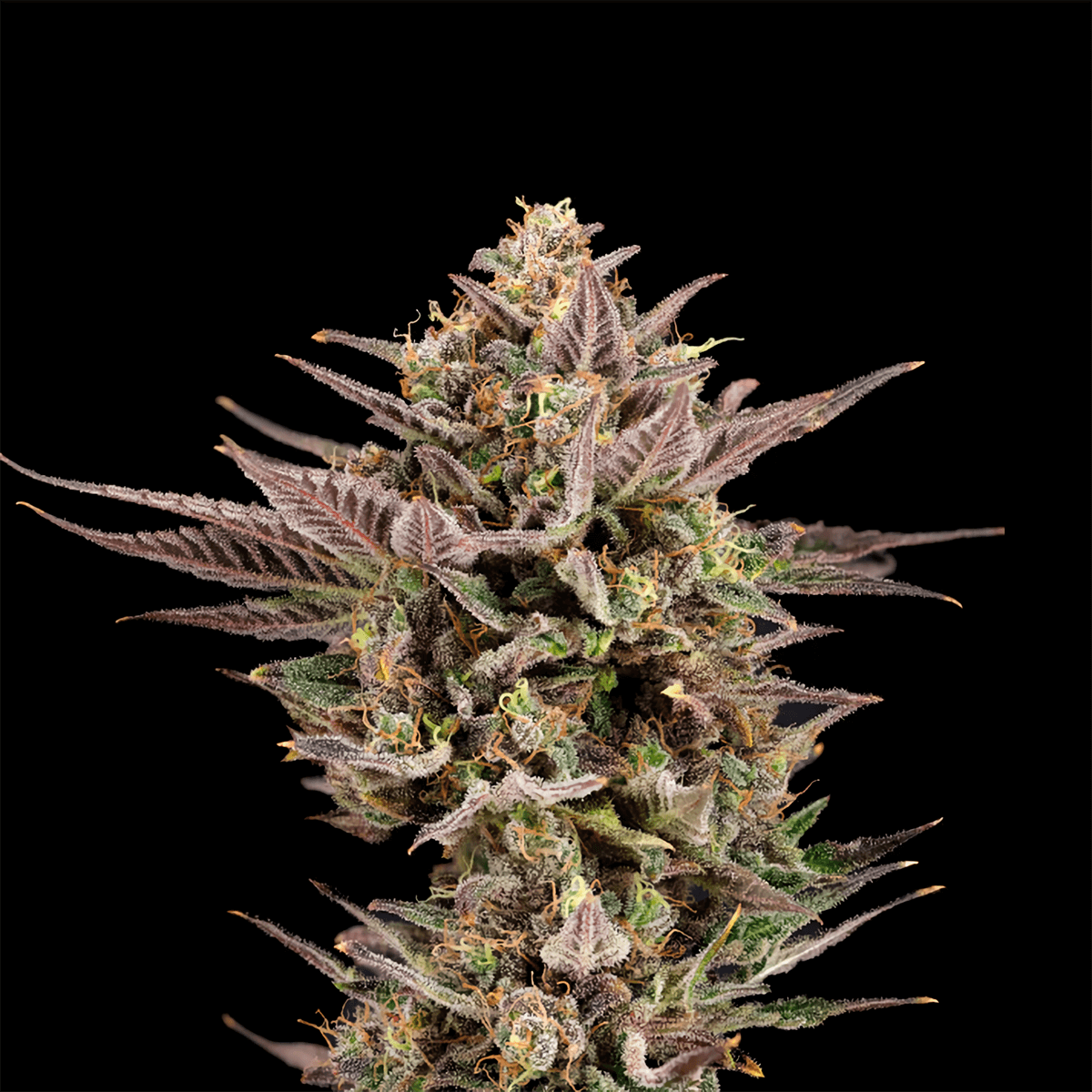 Semillas feminizadas UK Runtz de Nine Weeks Seeds, cogollo resinoso.