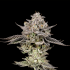 Semillas feminizadas Gary Patron de Nine Weeks Seeds, cogollo resinoso.