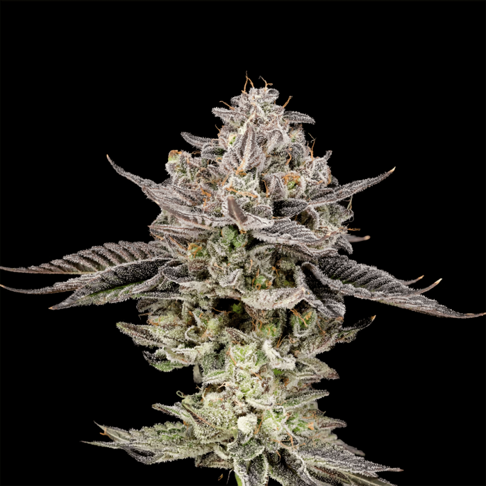 Semillas feminizadas Gary Patron de Nine Weeks Seeds, cogollo resinoso.