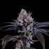 Semillas feminizadas Mylar Magic de Nine Weeks Seeds, cogollo resinoso.