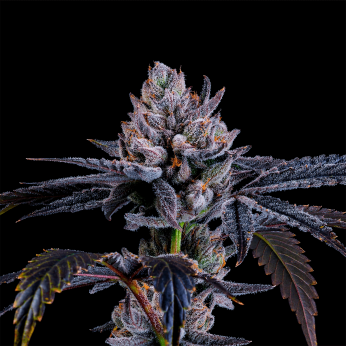 Semillas feminizadas Mylar Magic de Nine Weeks Seeds, cogollo resinoso.