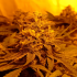 Semillas de marihuana feminizadas Rainbow cherry a Granel de interior.