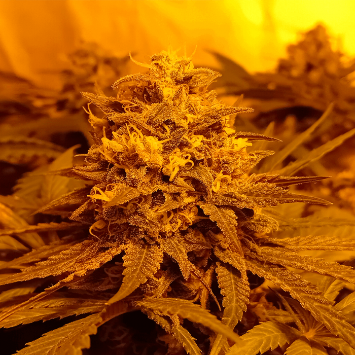 Semillas de marihuana feminizadas Rainbow cherry a Granel de interior.