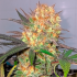 Semillas de marihuana feminizadas Rainbow cherry a Granel cogollo enorme.