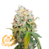 Semillas de marihuana feminizadas BANANA ZKITTLEZ A GRANEL