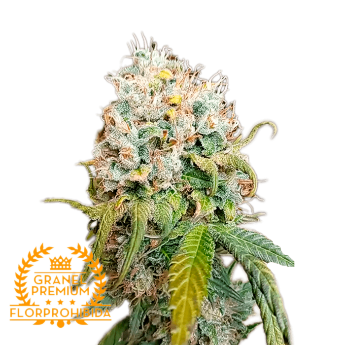 Semillas de marihuana feminizadas BANANA ZKITTLEZ A GRANEL