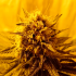 Semillas de marihuana feminizadas BANANA ZKITTLEZ A GRANEL de interior.