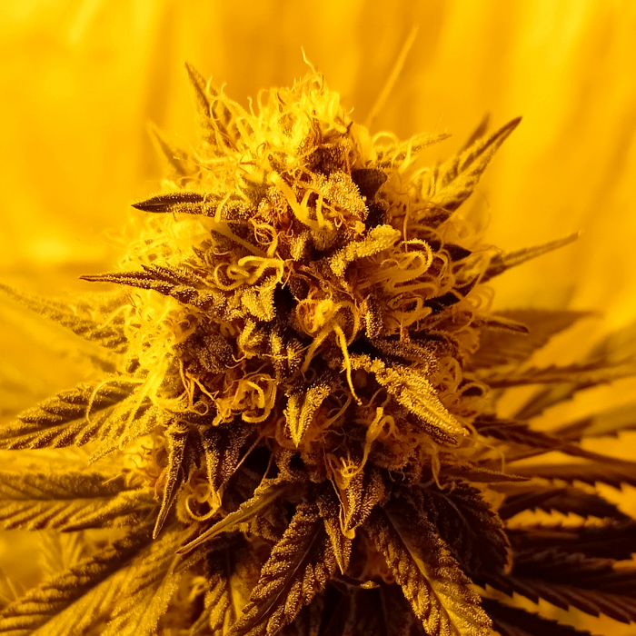 Semillas de marihuana feminizadas BANANA ZKITTLEZ A GRANEL de interior.