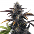 Semillas de Marihuana Narkosis (Blimburn Seeds), cogollo morado.