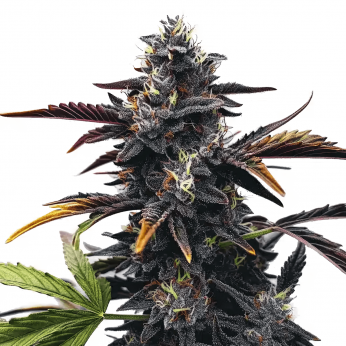 Semillas de Marihuana Narkosis (Blimburn Seeds), cogollo morado.