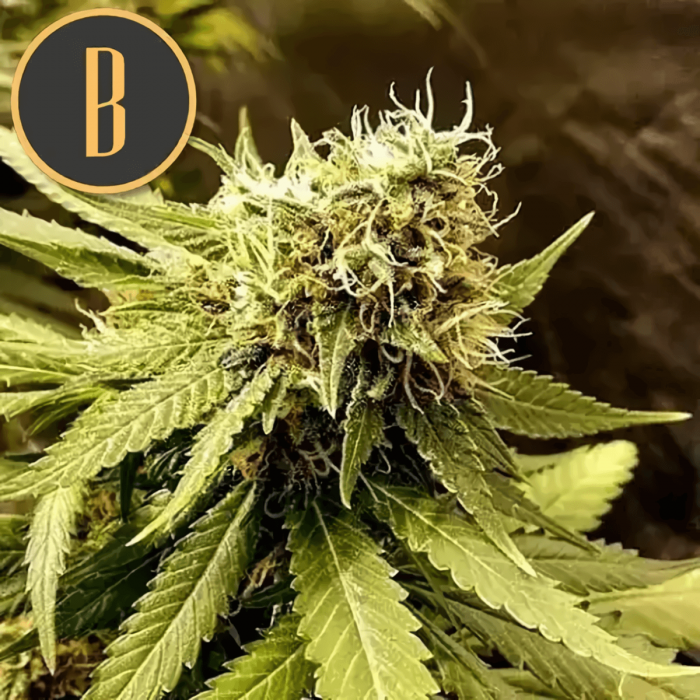 Semillas de Marihuana Narkosis (Blimburn Seeds), cogollo de interior.