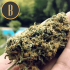 Semillas de marihuana Santa Muerte (Blimburn Seeds), cogollo seco.