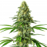 Semillas de marihuana Santa Muerte (Blimburn Seeds), punta principal.