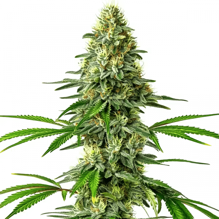 Semillas de marihuana Santa Muerte (Blimburn Seeds), punta principal.