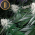 Semillas de marihuana feminizadas Wombat.