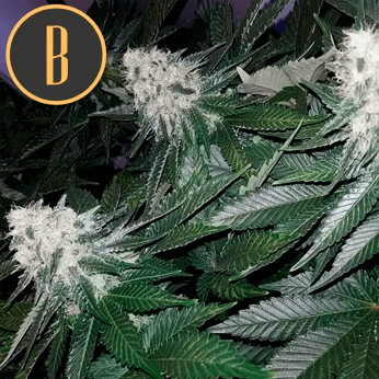 Semillas de marihuana feminizadas Wombat.